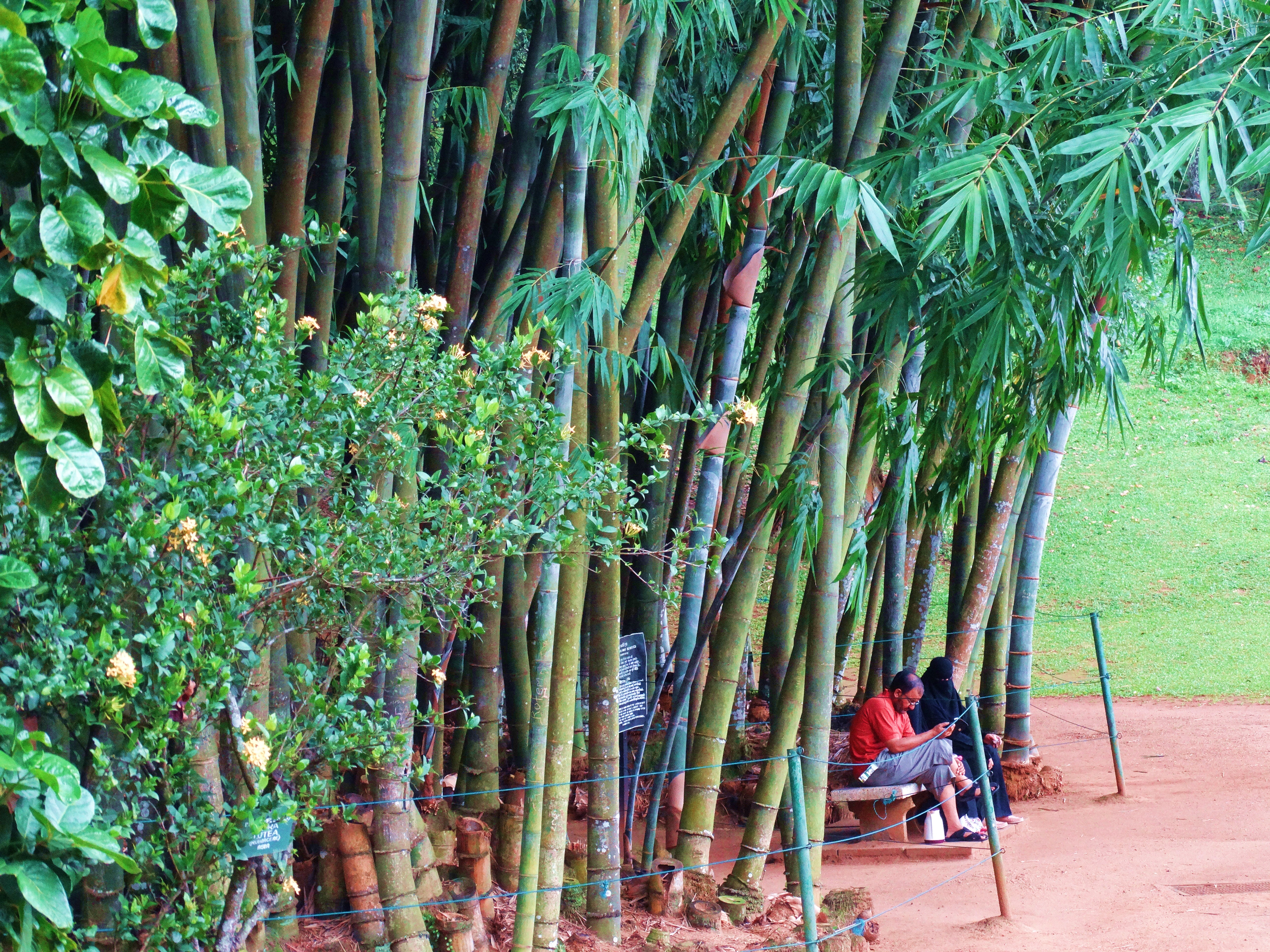 Bambus gigantyczny - Królewskie Ogrody Botaniczne w Peradeniya