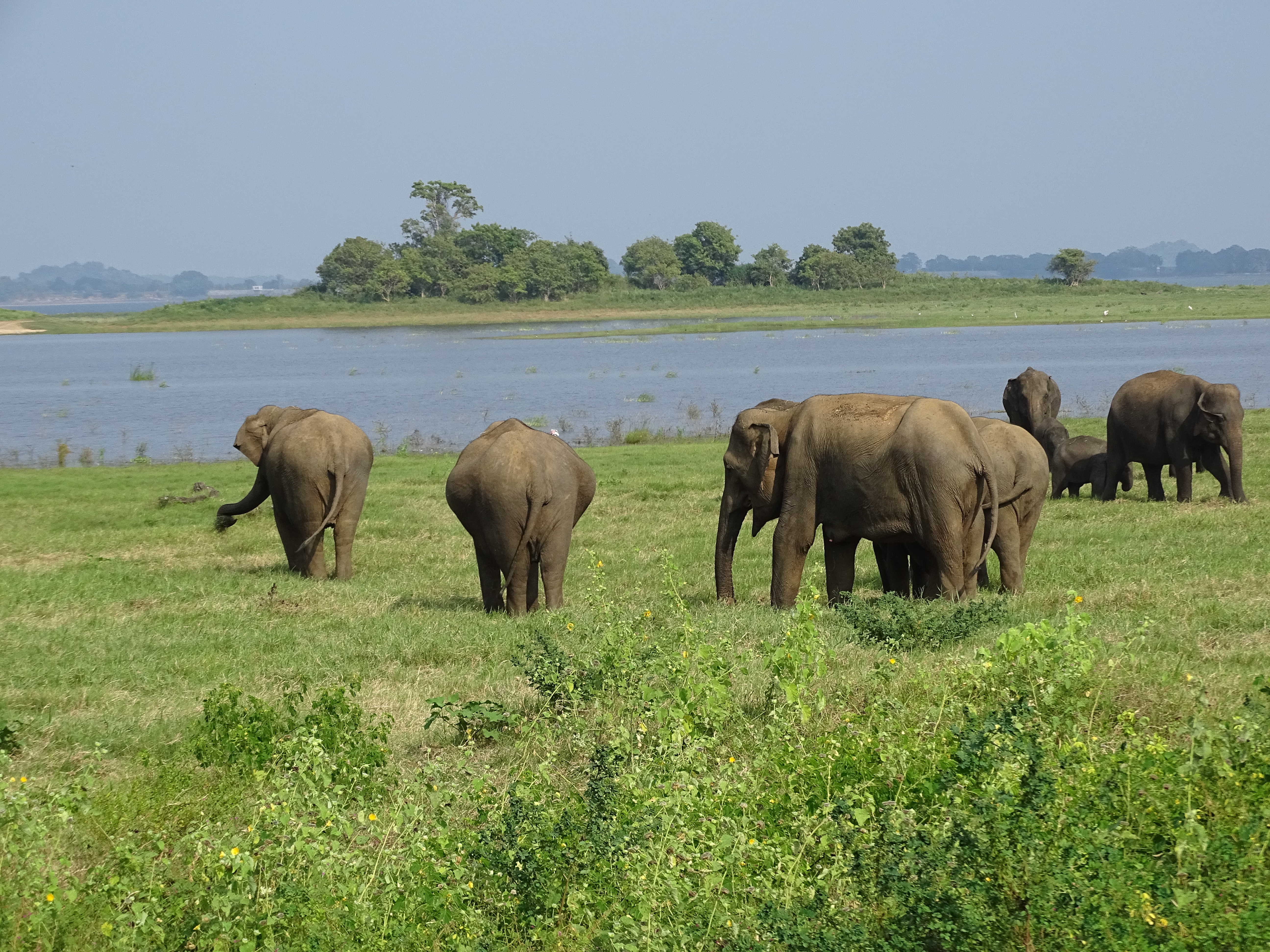 słonie w Minneria National Park