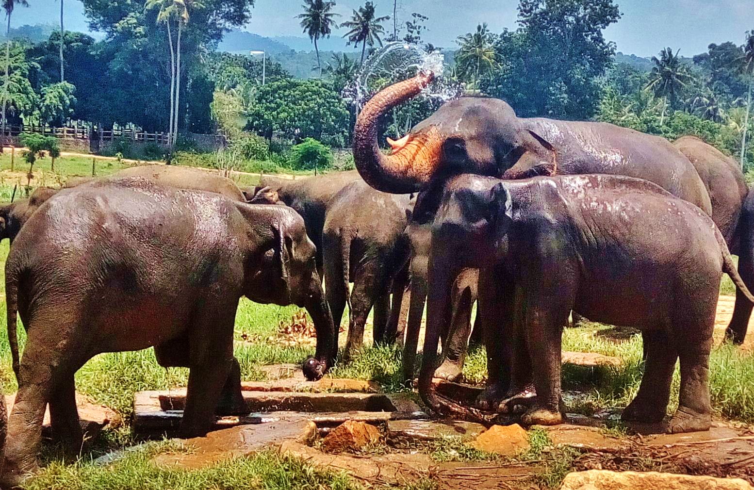 Pinnawala