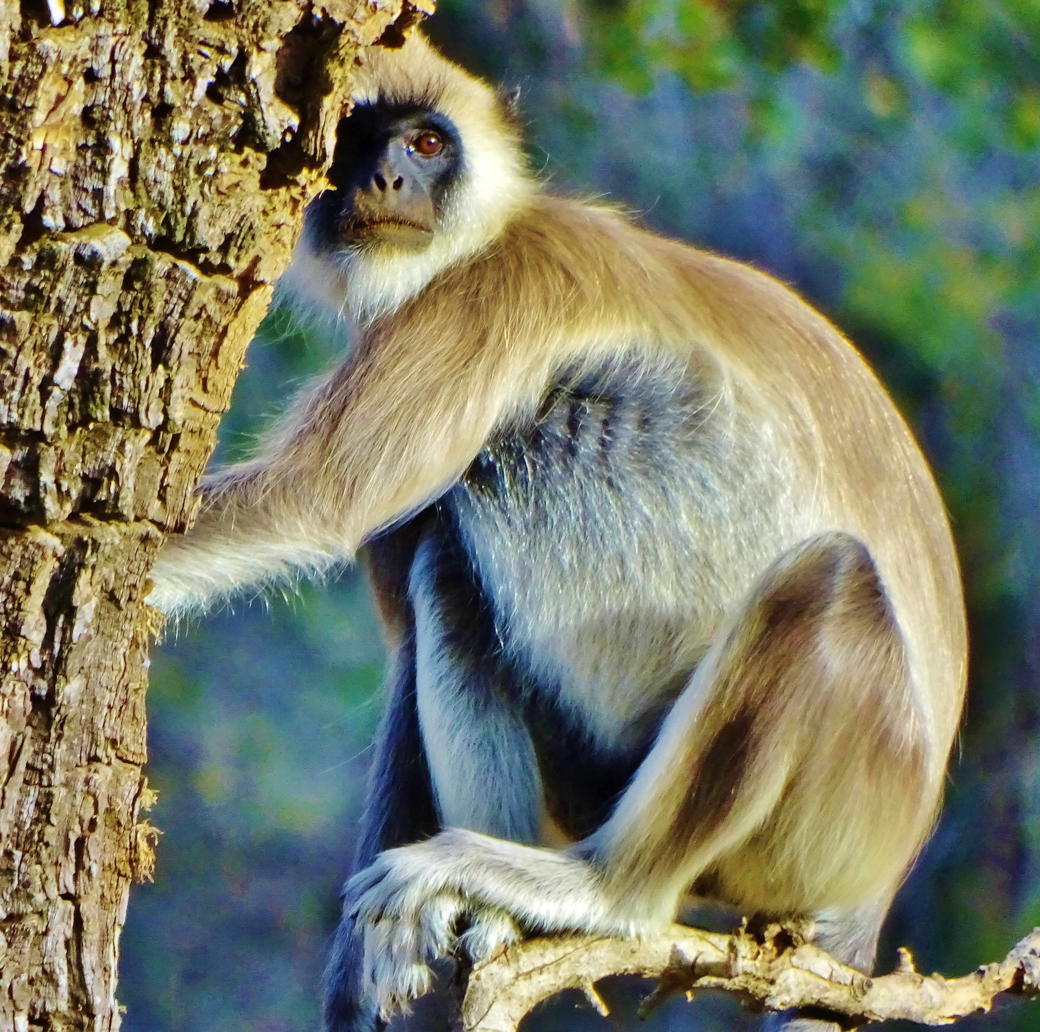 langur baiałobrody